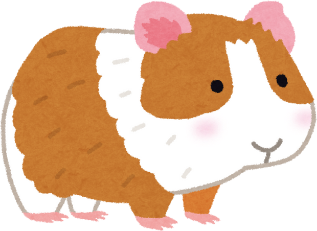 Illustration of a Cute Two-Tone Guinea Pig